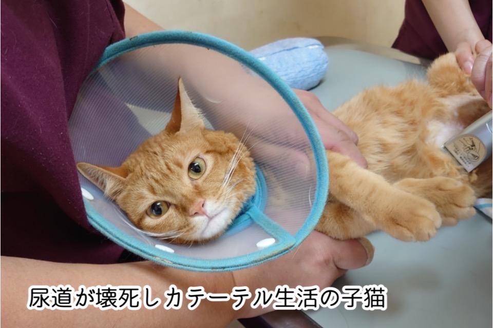 支援金の使い道の画像