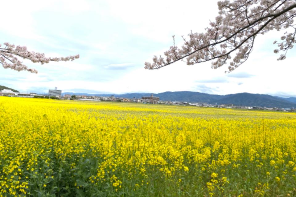 支援金の使い道の画像
