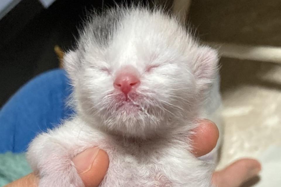 支援金の使い道の画像