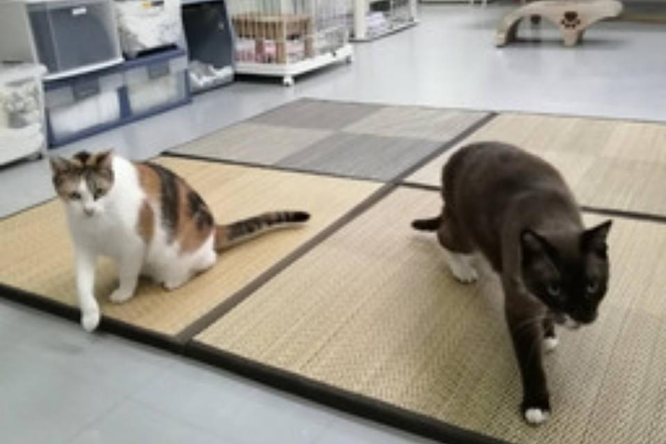 支援金の使い道の画像