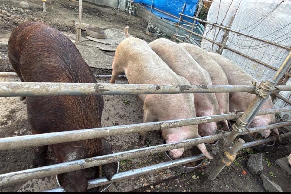 支援金の使い道の画像