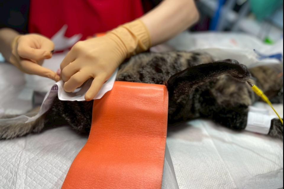 支援金の使い道の画像