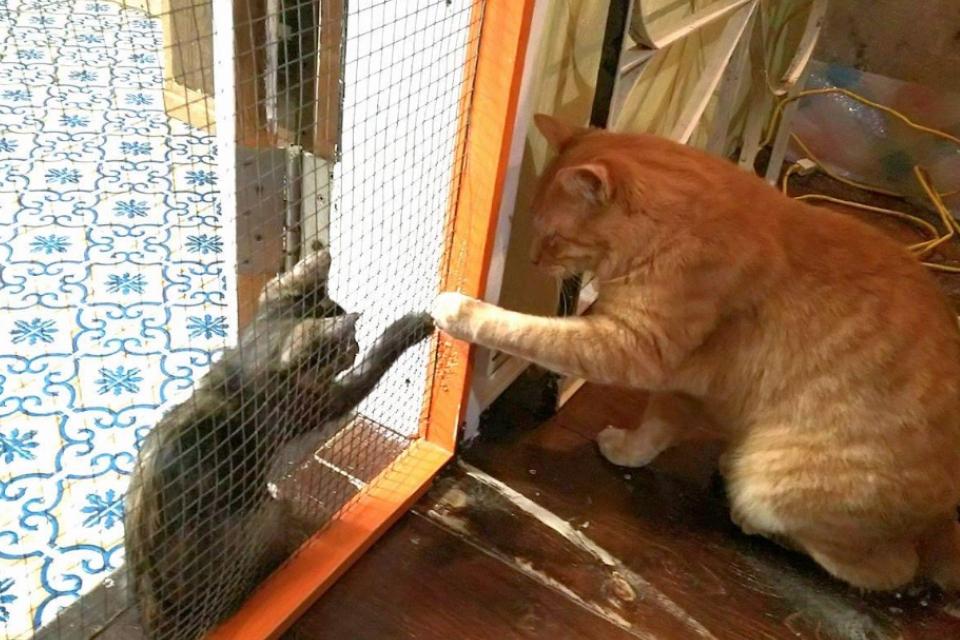 How support is used Image