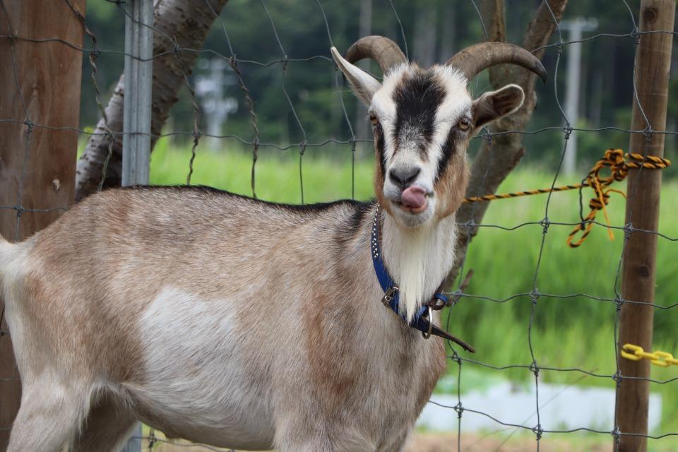 How support is used Image