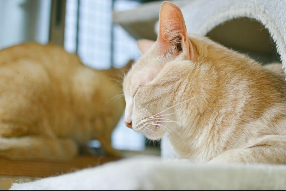 支援金の使い道の画像