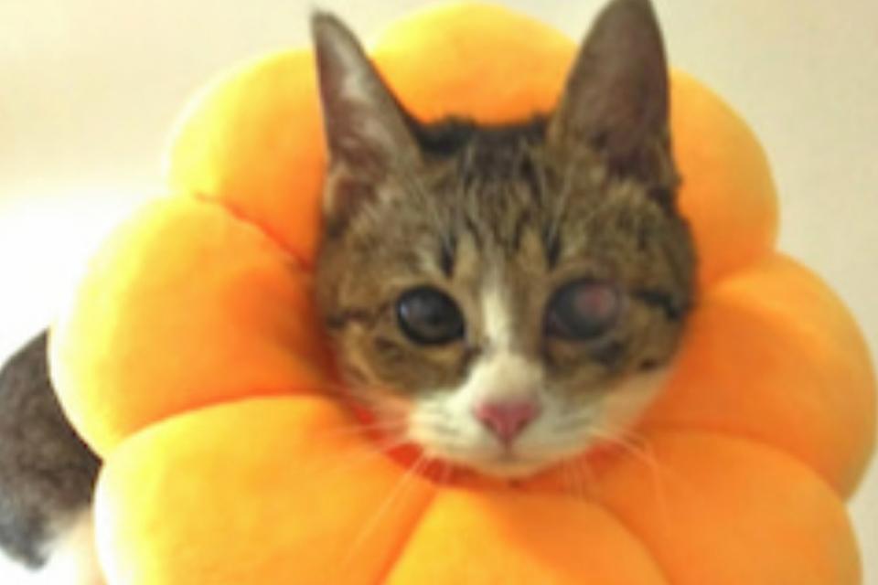 支援金の使い道の画像