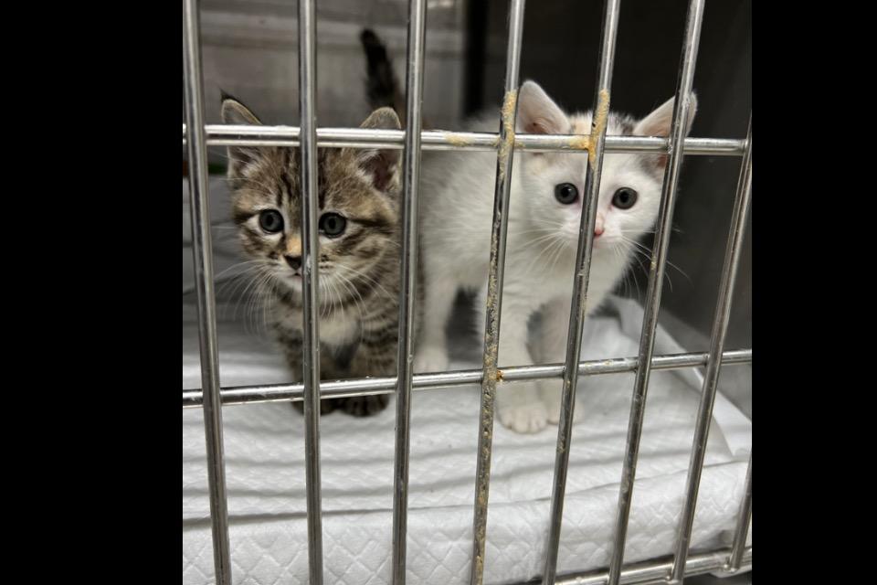 支援金の使い道の画像