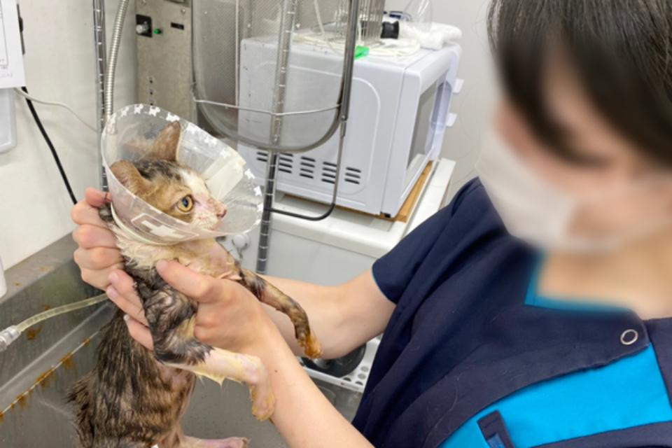 How support is used Image