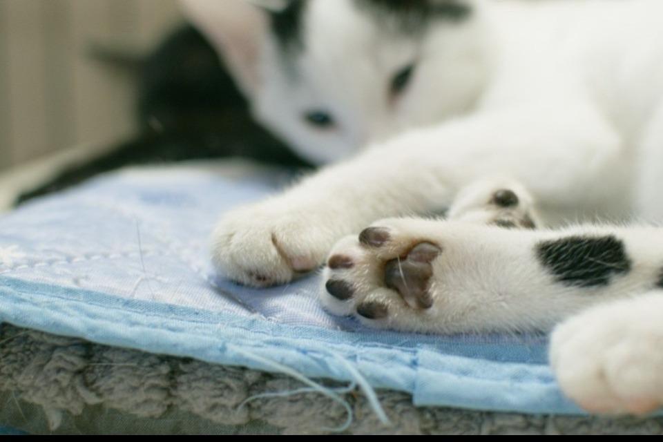 支援金の使い道の画像