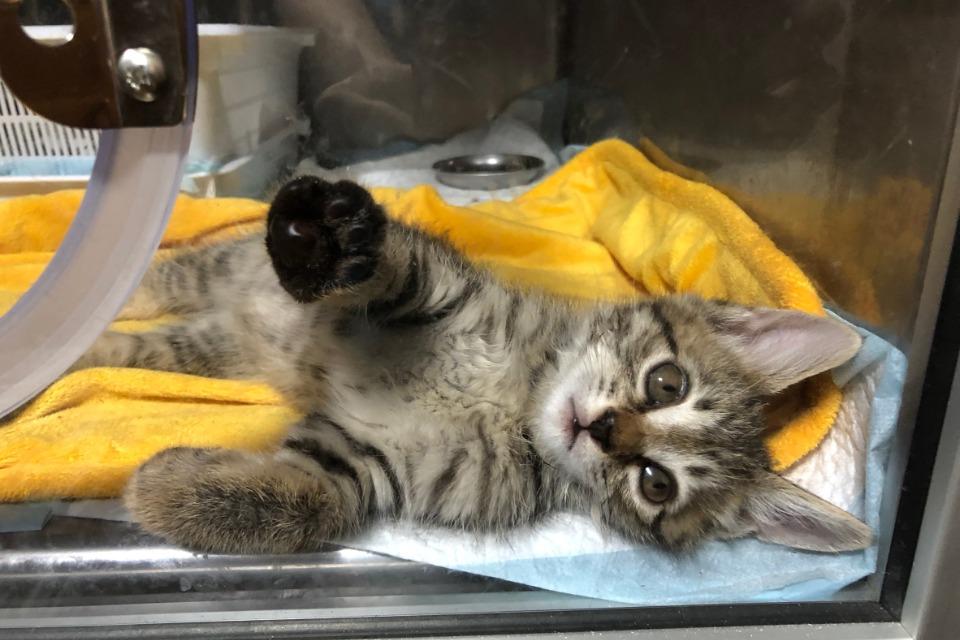 支援金の使い道の画像