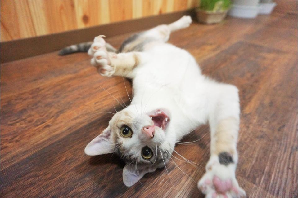 支援金の使い道の画像