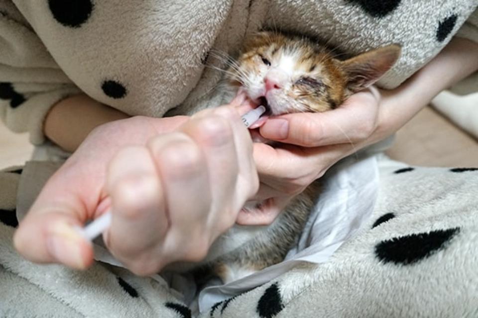 How support is used Image