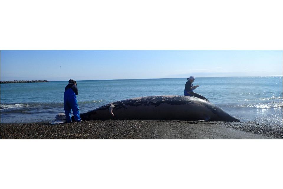 How support is used Image