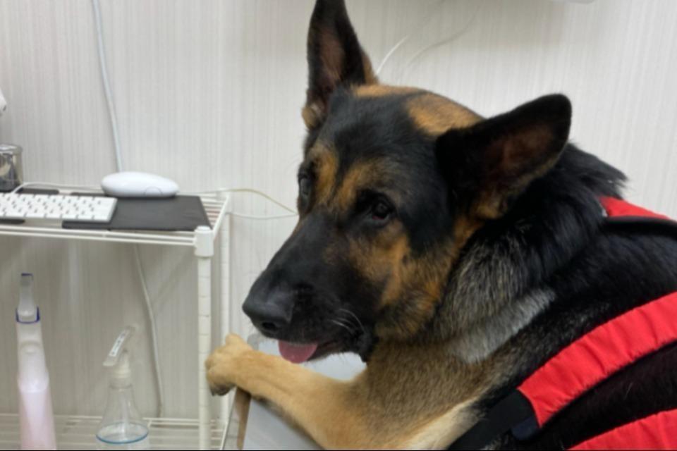 How support is used Image