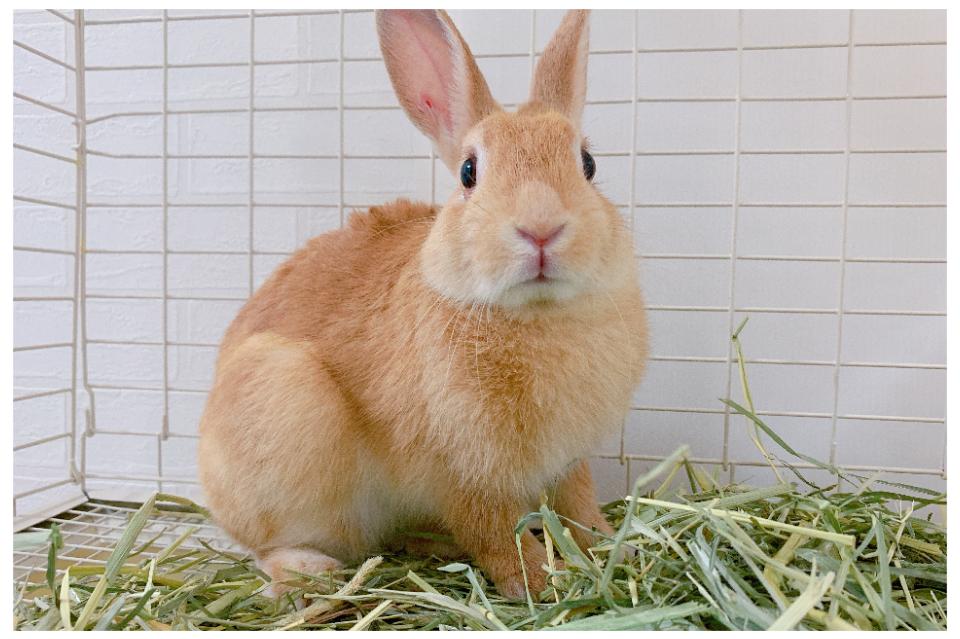 支援金の使い道の画像