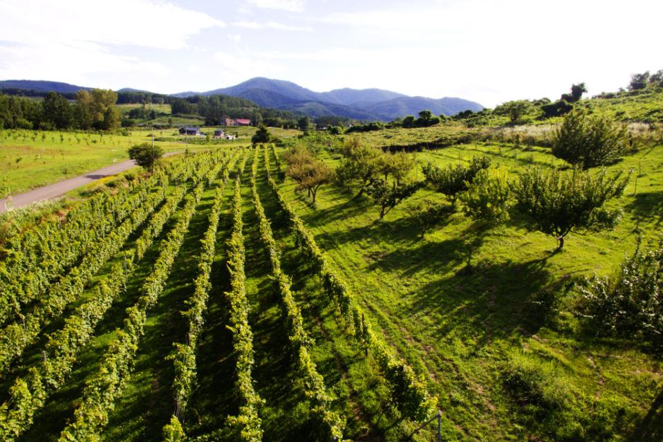 How support is used Image