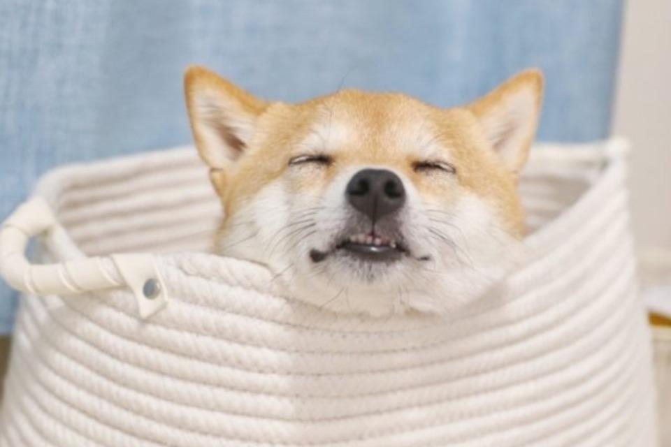 支援金の使い道の画像