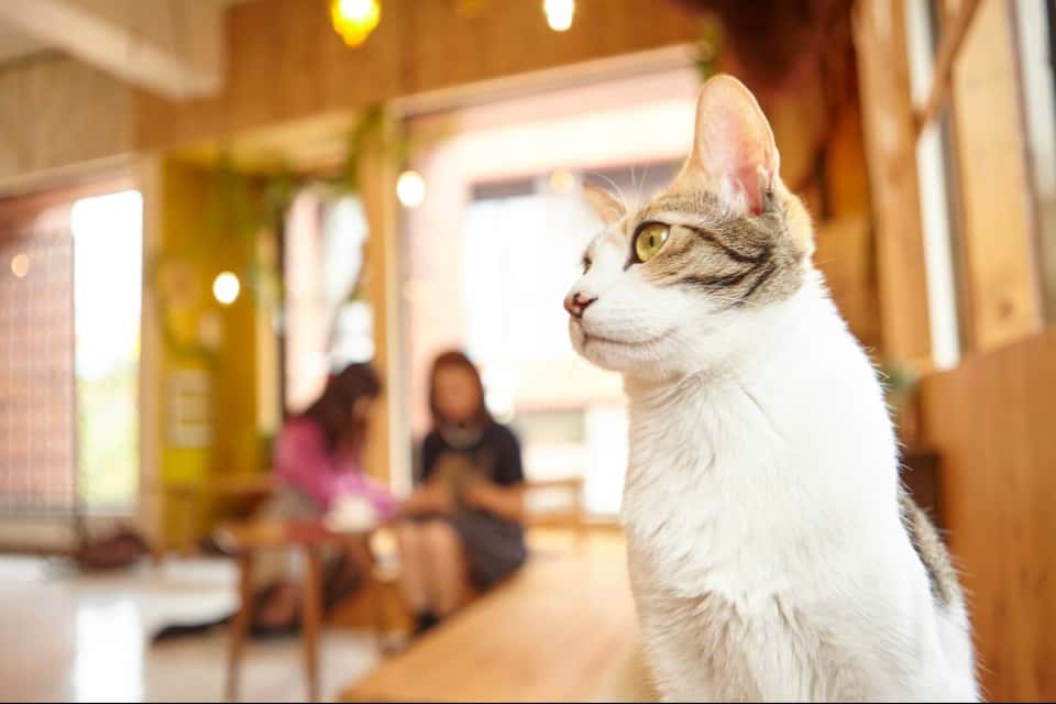 Human Animal Pairsの画像