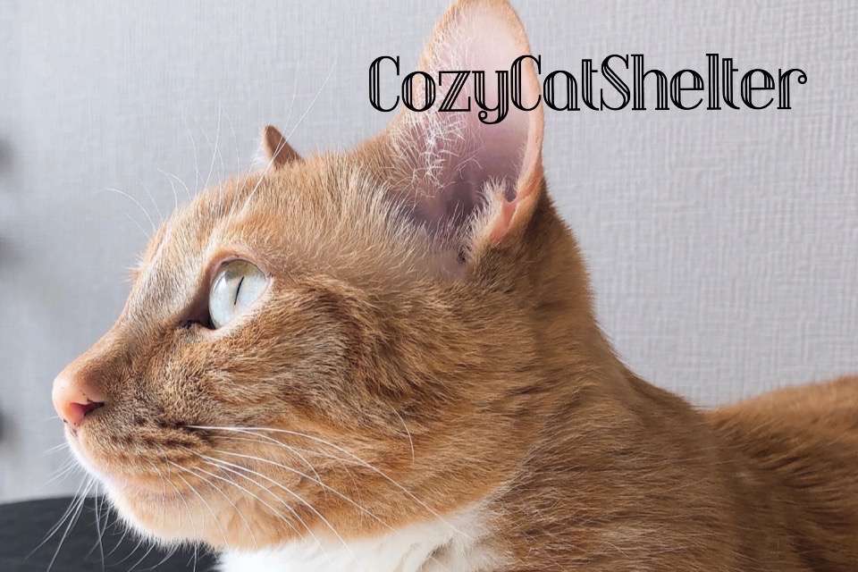 NPO法人Cozy Cat Shelterの画像