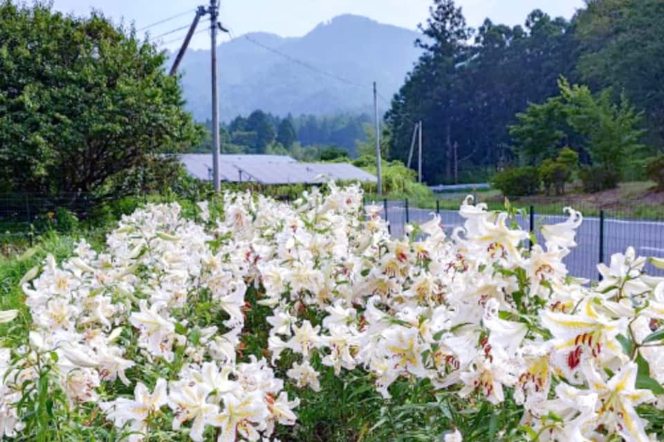 R399戸渡やまゆり会の画像