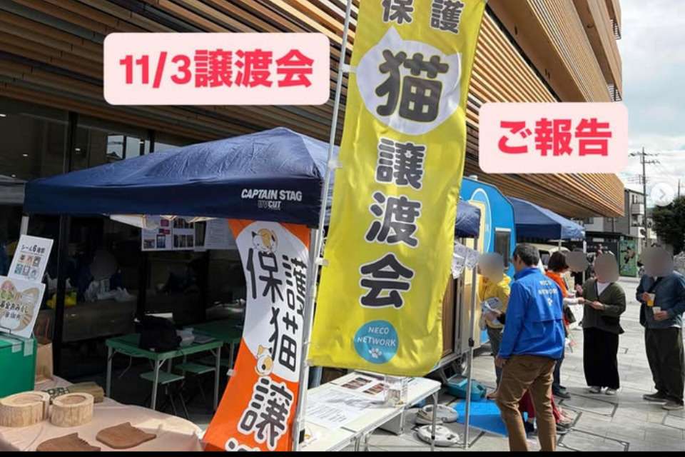 NPO法人ねこネットワークの画像