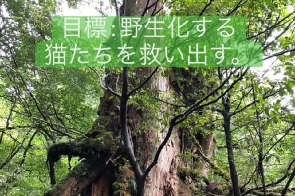 一般社団法人やくねこふくねこ協会(屋久島やくねこ共生プロジェクト)の画像