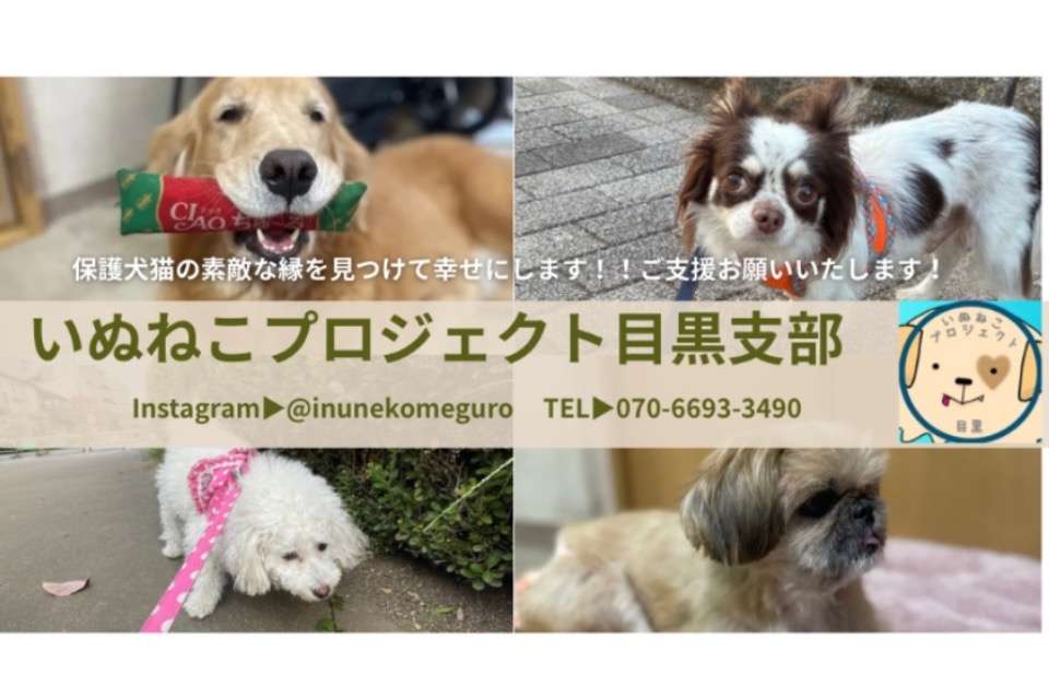 いぬねこプロジェクト目黒支部の画像