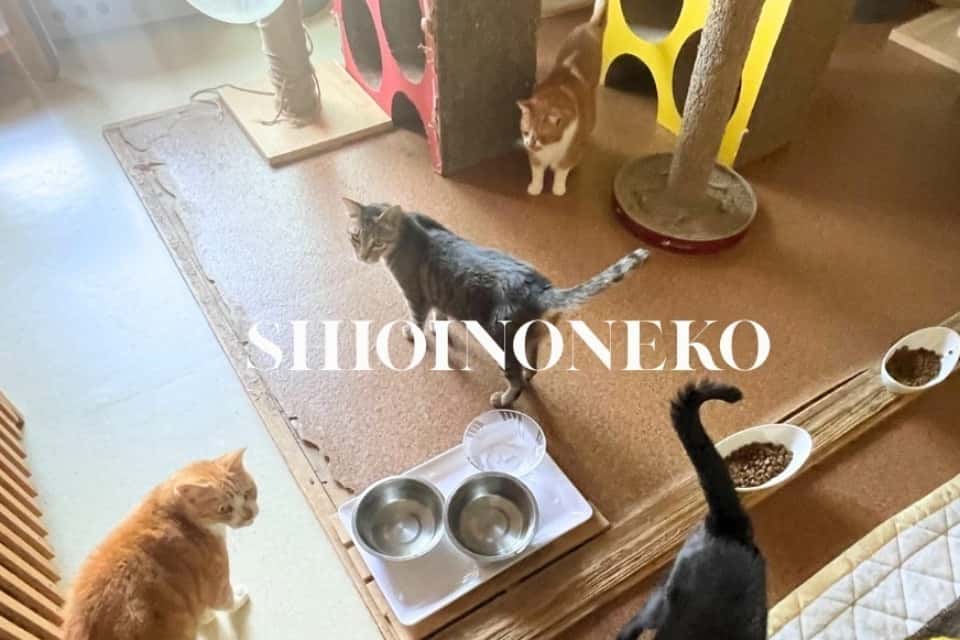 塩井乃猫の画像