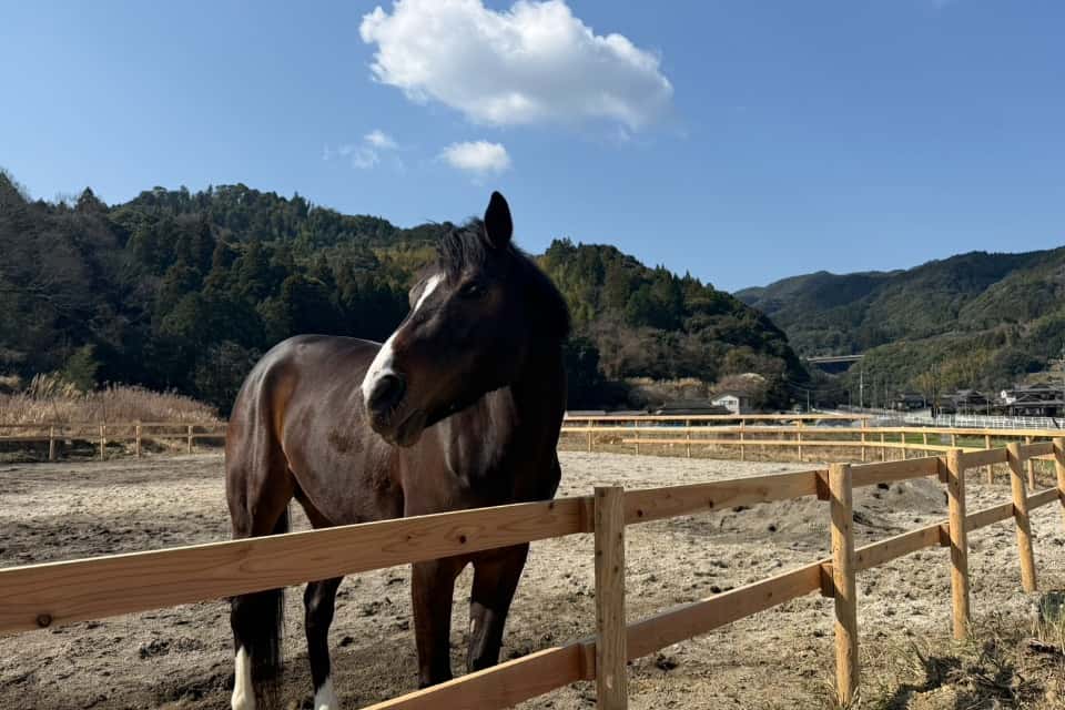 一般社団法人栗東引退競走馬支援協会の画像