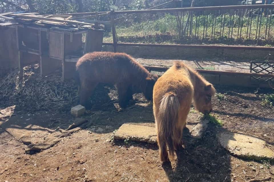 いたばし保護馬部の画像