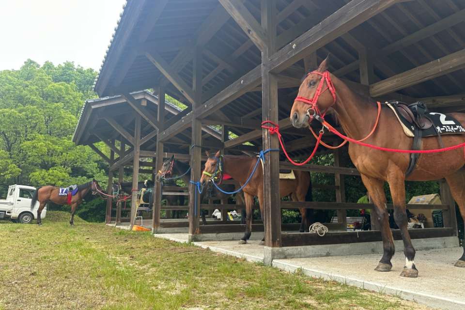 特定非営利活動法人 菊馬会の画像