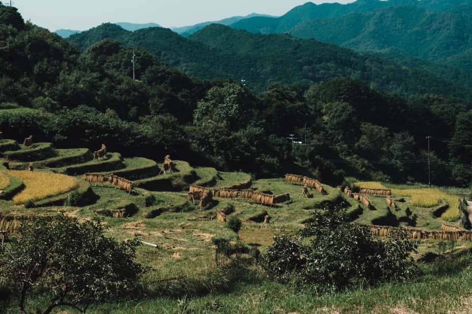 色川棚田を守ろう会の画像