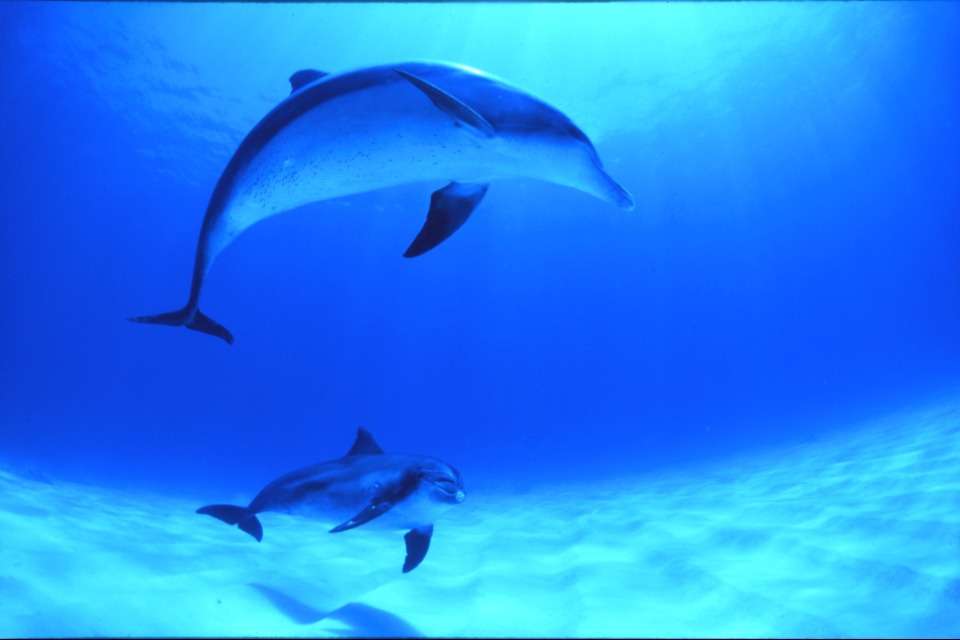 ICERC Japanの画像