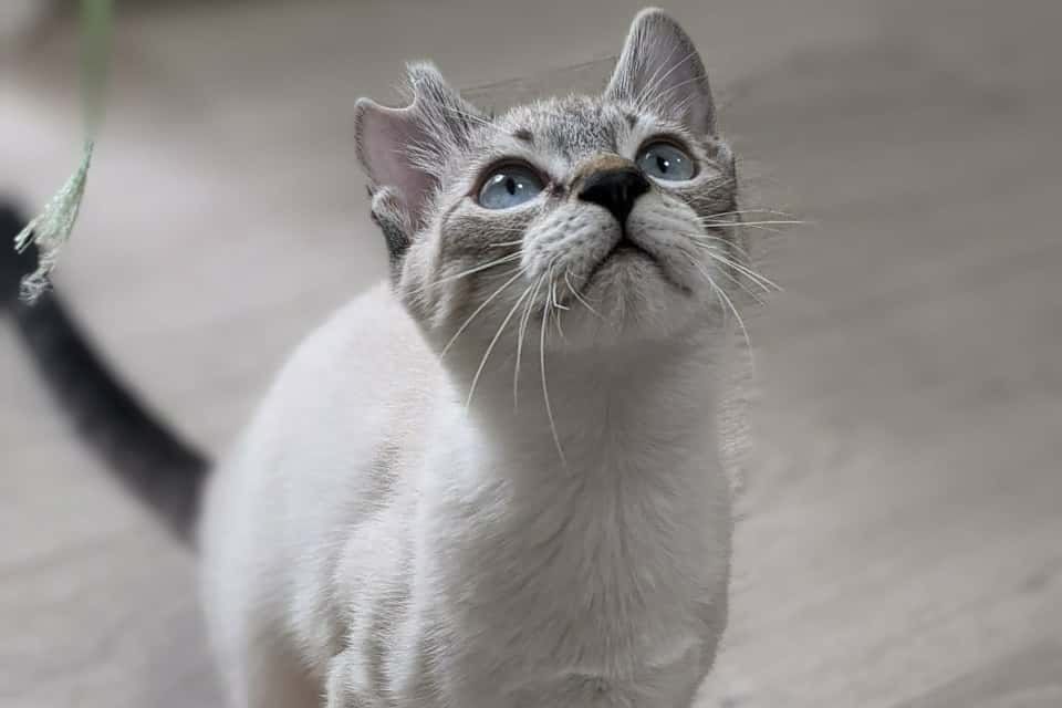 認定NPO法人CATS WELCAREの画像