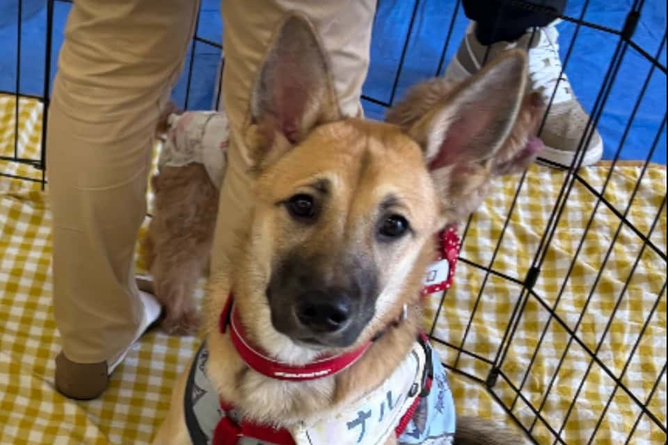 NPO法人 FF Dog Connectの画像