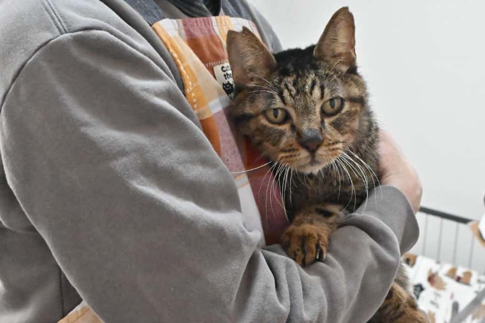 認定NPO法人CATS WELCAREの画像