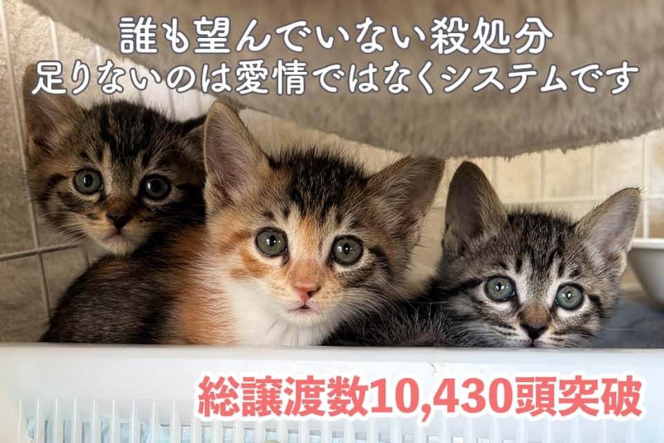 東京キャットガーディアンの画像