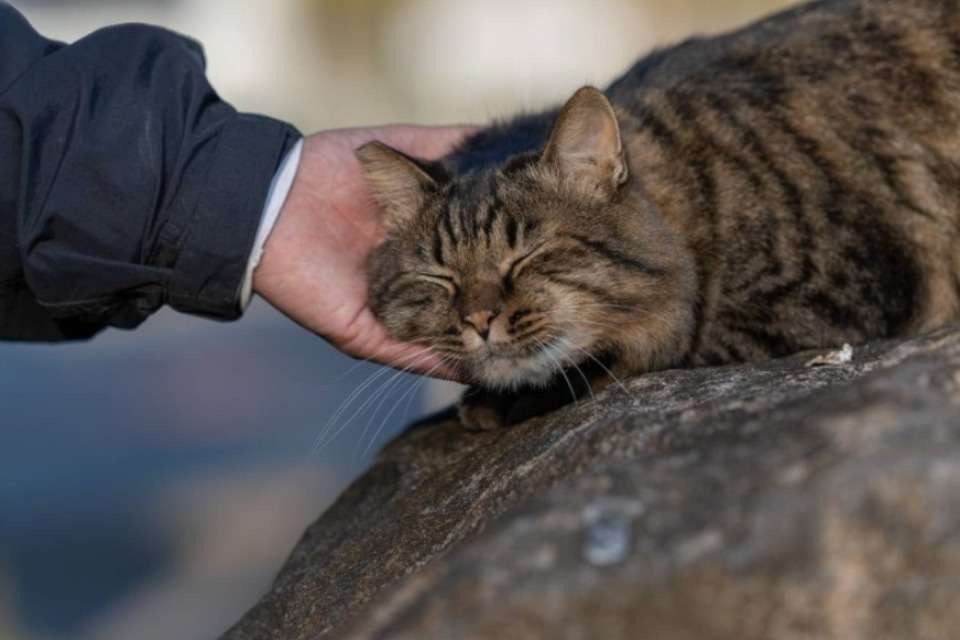 ねことも・やまなしの画像