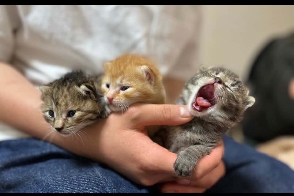 町田いぬねこ守り手ネットワークの画像
