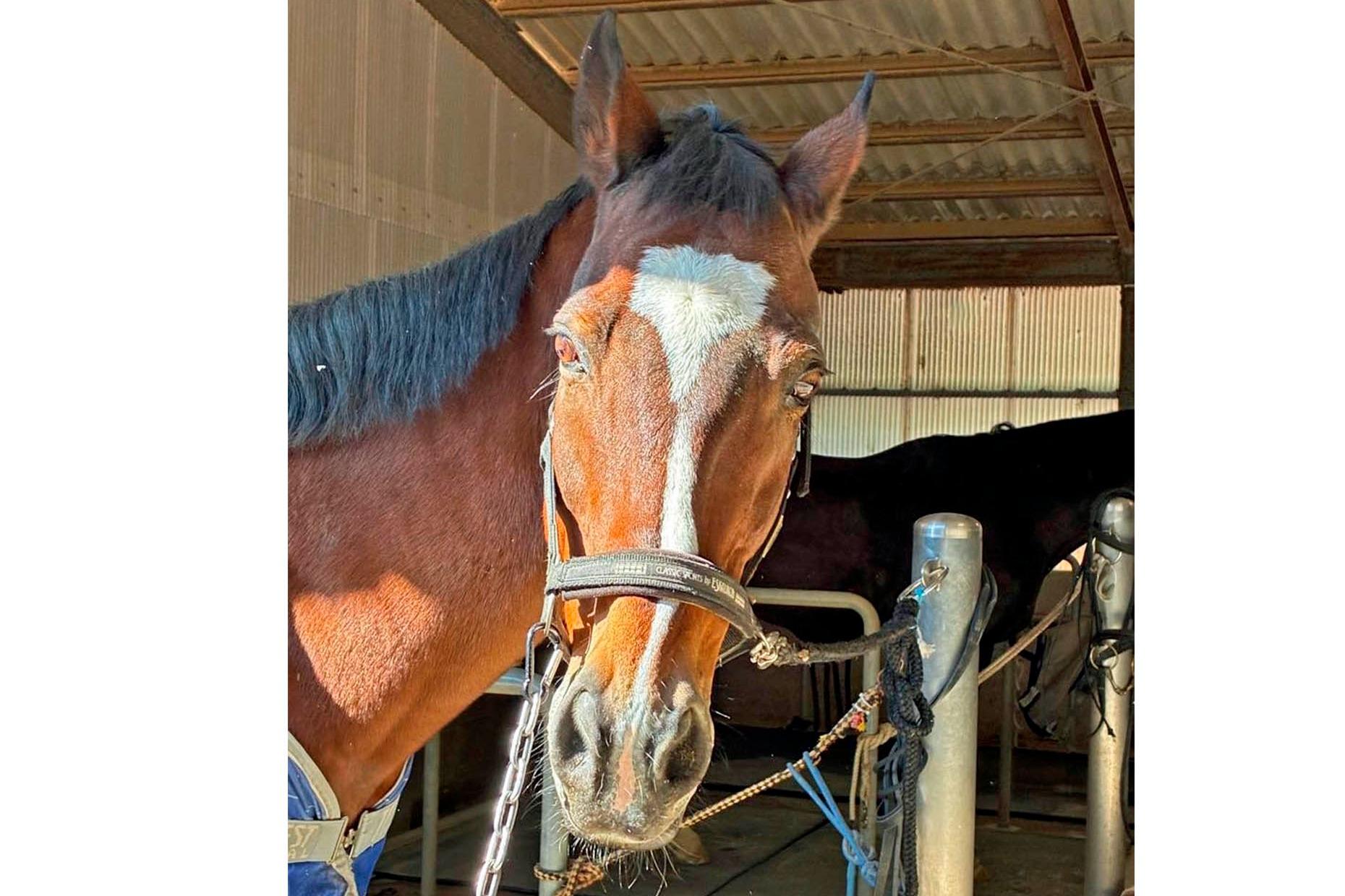 【新FHのお知らせ】エーシンホワイティが「ナイスネイチャ・35歳のバースデードネーション」受け入れ馬にのメインビジュアル