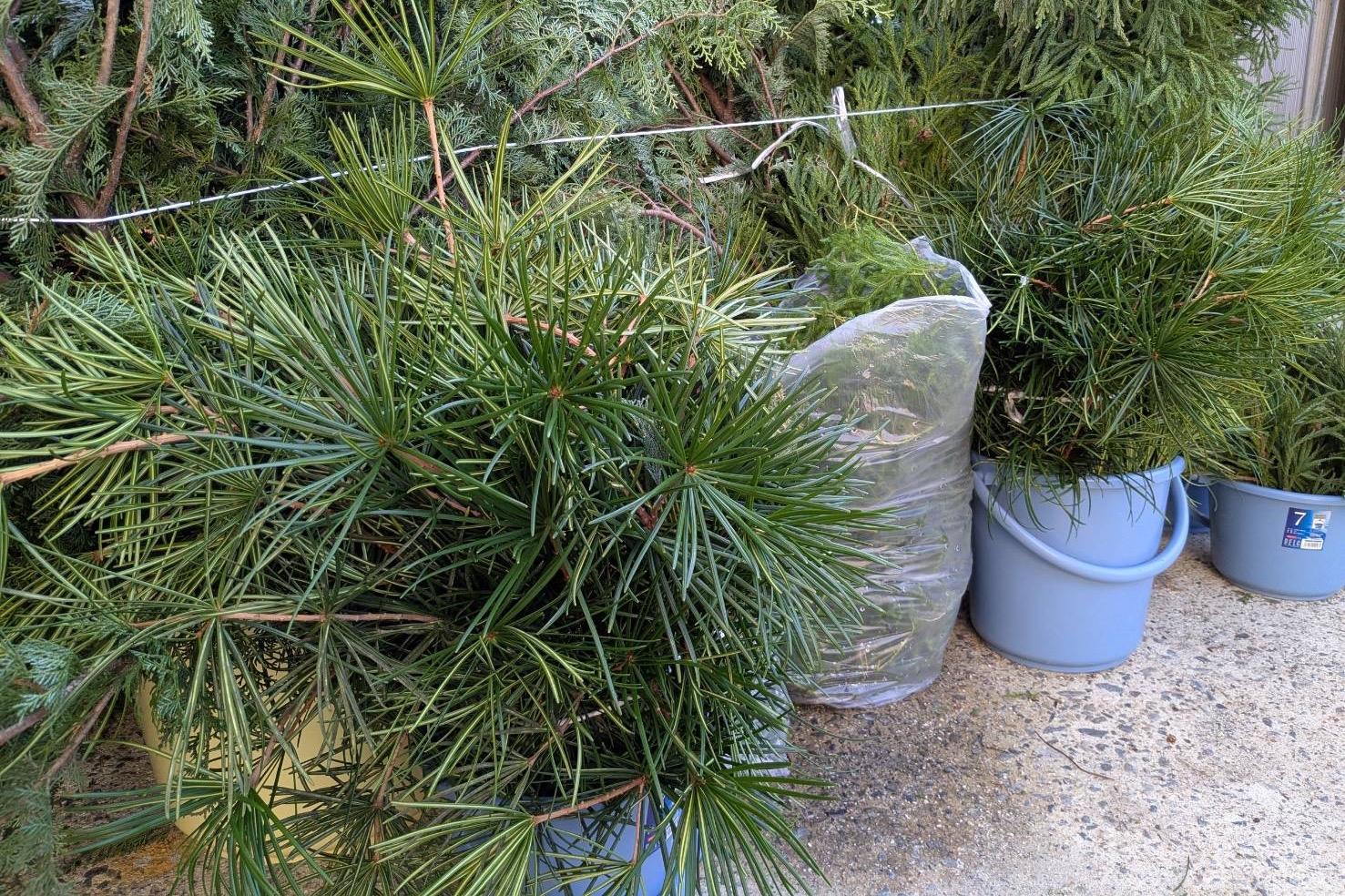 高野槙、ヒカゲノカズラ届きましたのメインビジュアル