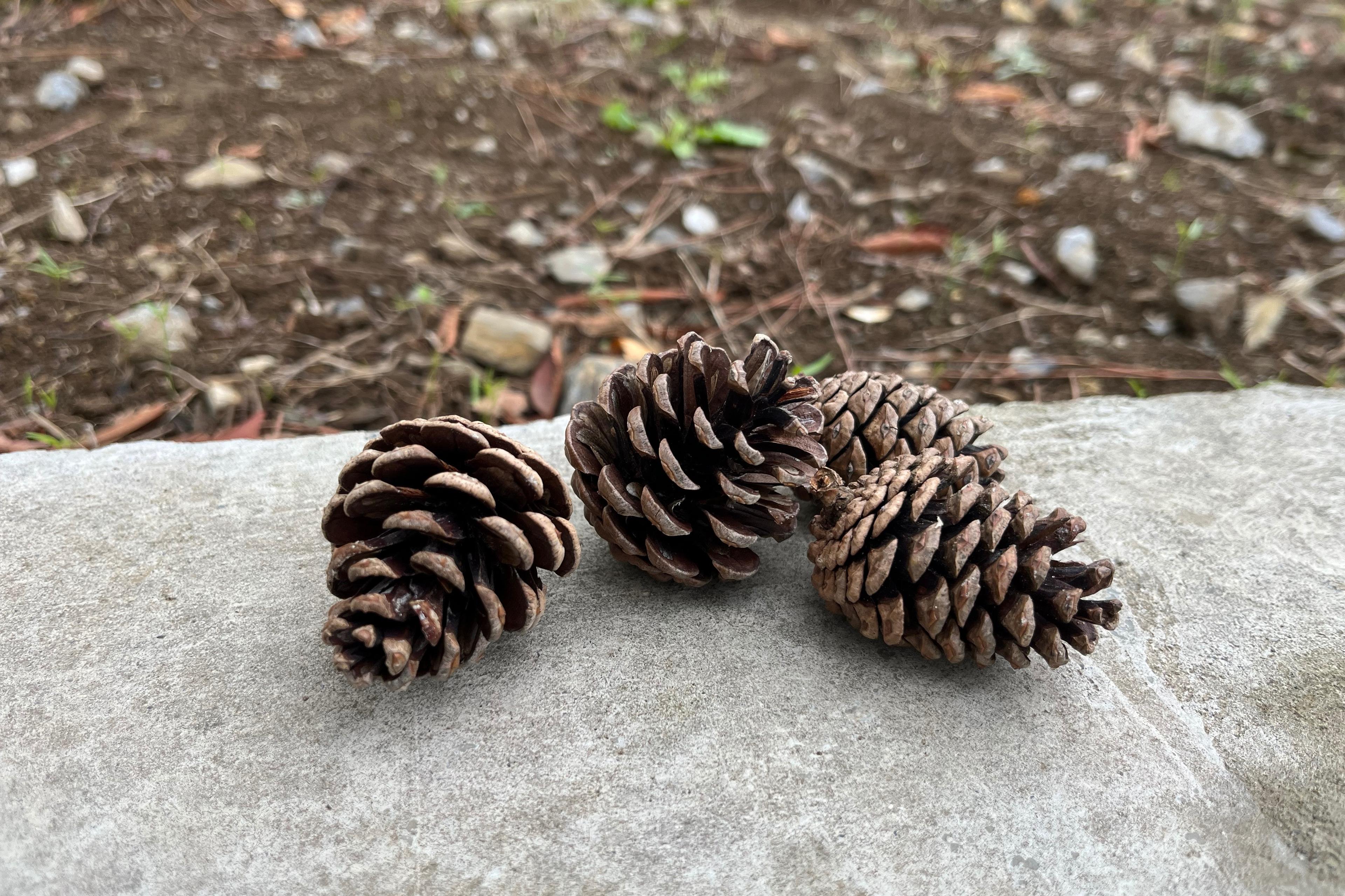 松ぼっくりが教えてくれる「生きる力」のメインビジュアル