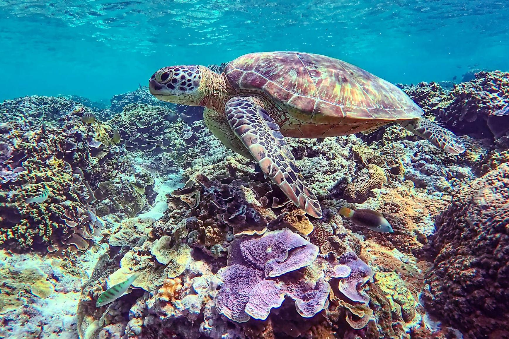 ウミガメの保全活動はなぜ必要?のメインビジュアル