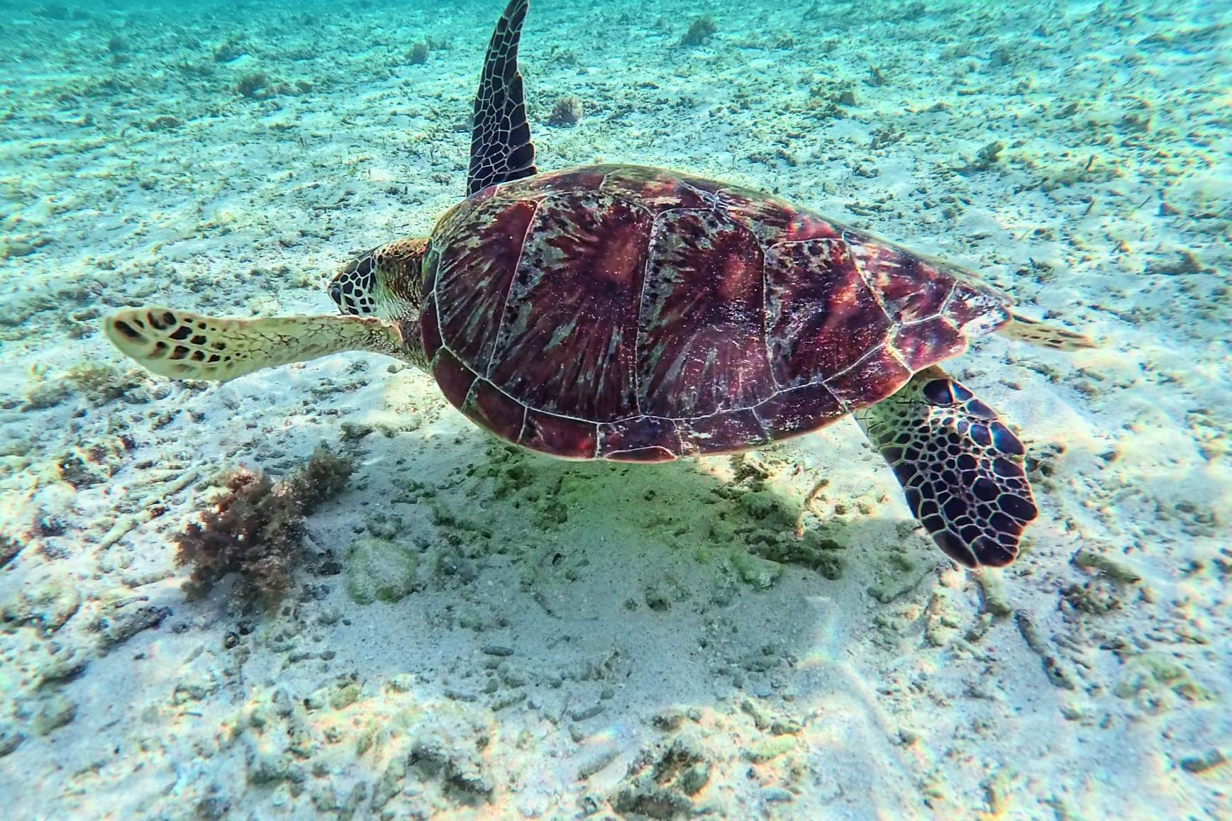 ウミガメを絶滅から救う4つの鍵のメインビジュアル