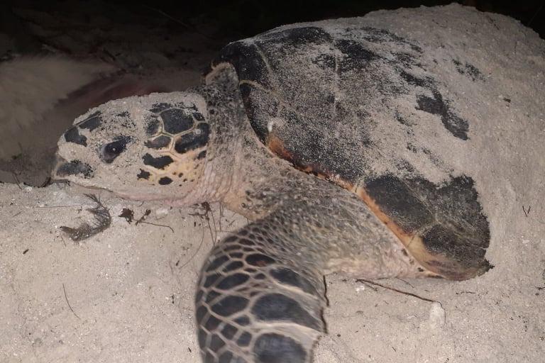 タイマイ活動地紹介その④のメインビジュアル