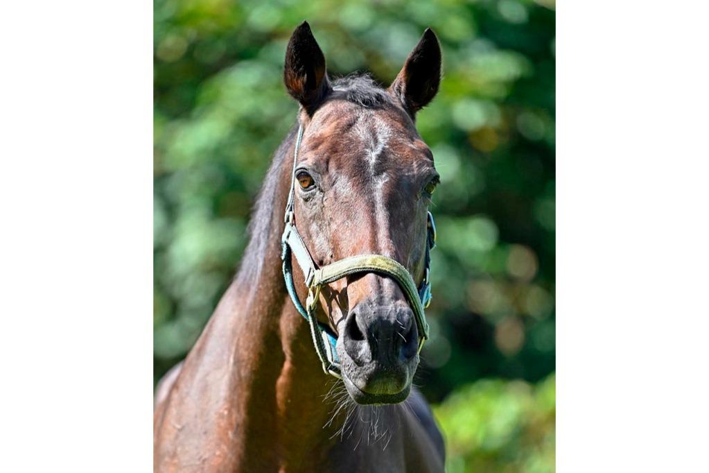 訃報 デフィニット号のメインビジュアル