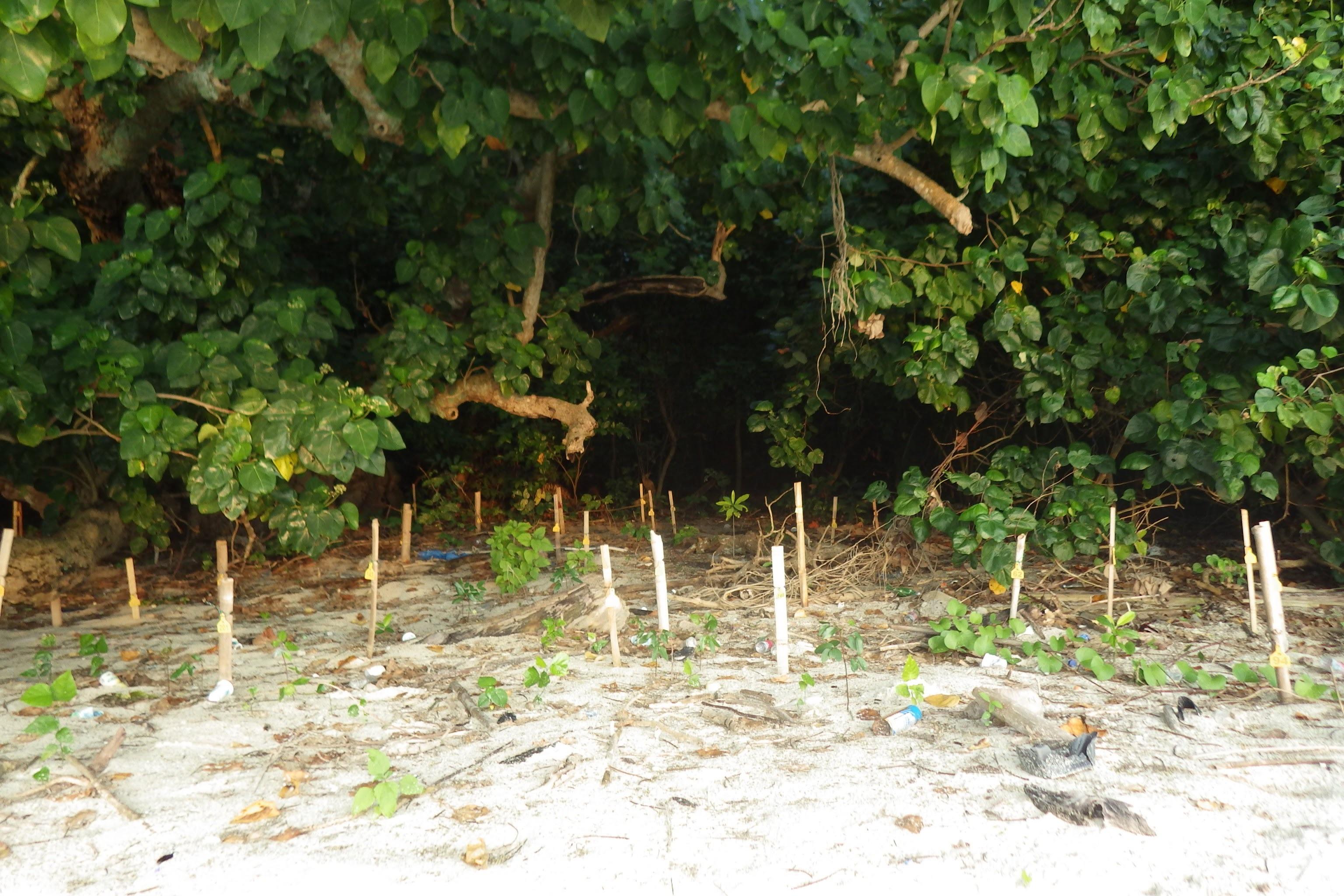 タイマイ活動地紹介その①のメインビジュアル