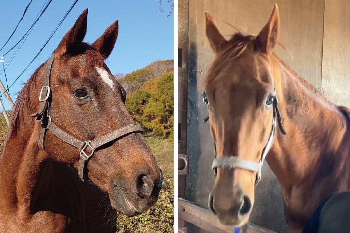 【新FH情報】アドマイヤキラメキ、ペルヴィアンリリー 受け入れのご報告のメインビジュアル