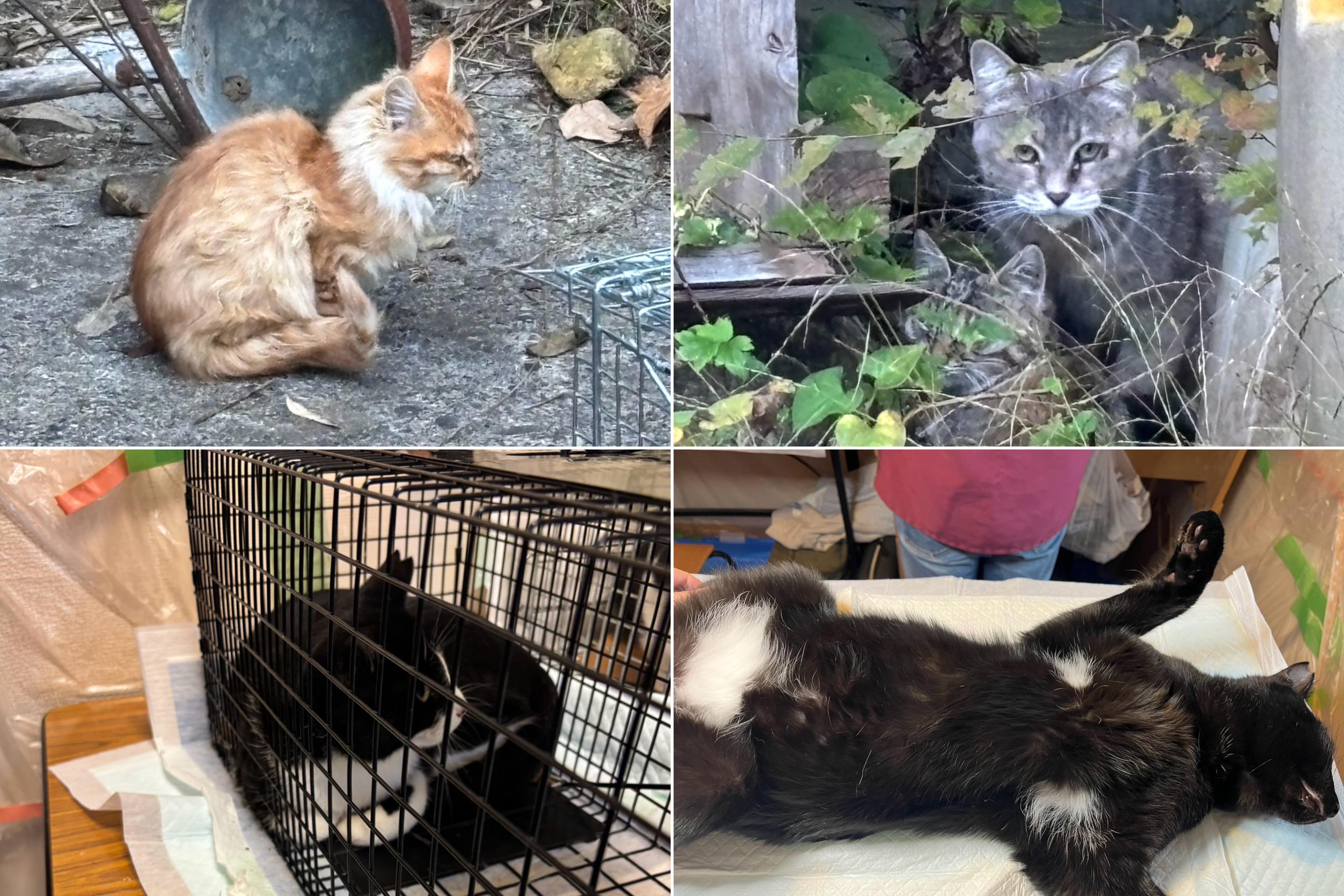 合計56匹、TNRを行いましたのメインビジュアル