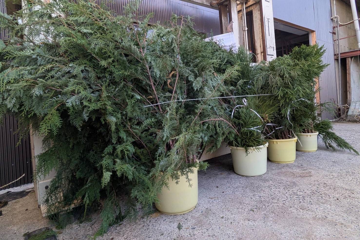 山から降りて来た木々たちはのメインビジュアル